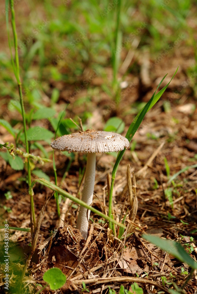 mushroom in the forest