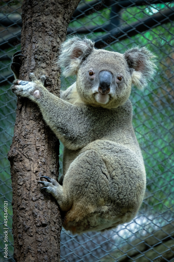 Obraz premium A Koala is holding on a tree trunk, using its sharp long claws to assist climbing on a tree, while looking to a camera.