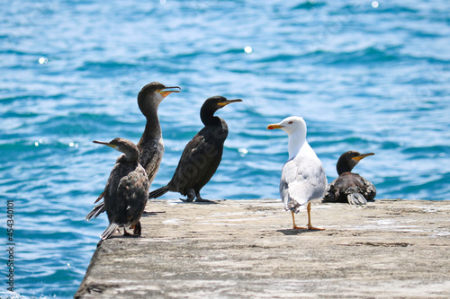 Black Cormorants and Great Ivory Gulls sit on a cement breakwater. Birds in the wild.