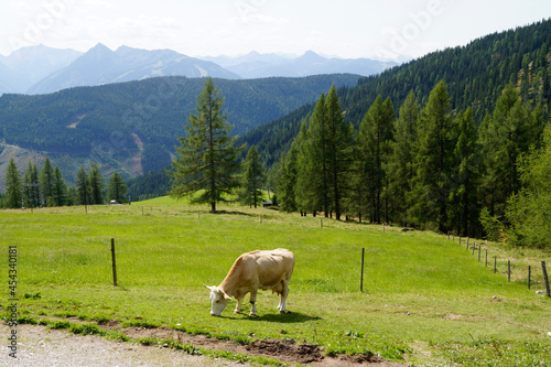 a cow grazing in the Austrian Alps of the Dachstein region (Austria)