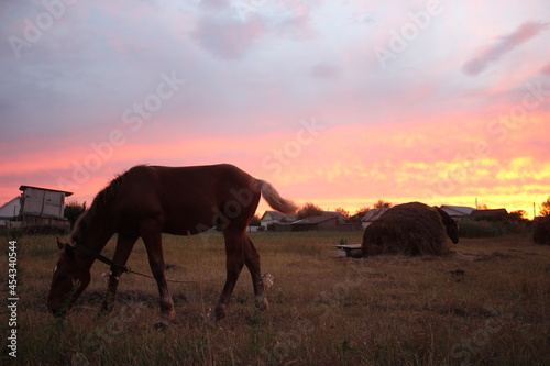 Horse on a background of pink sunset with hay