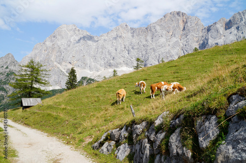 cows grazing in the Austrian Alps of the Dachstein region (Austria)
