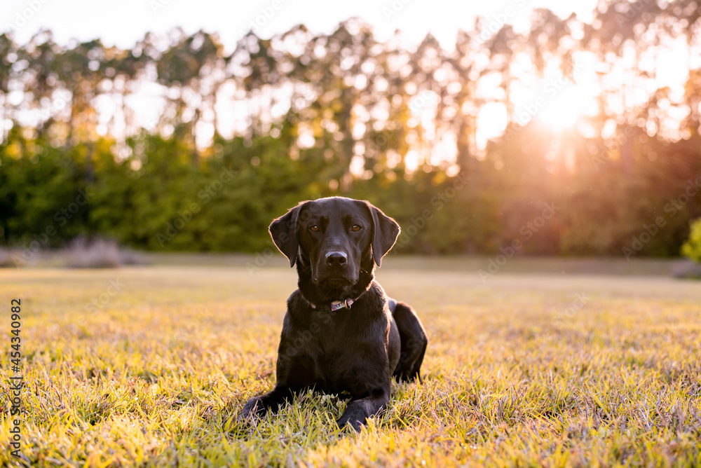 Black Labrador dog outdoors at sunset, lab portrait outside. open field with a black dog