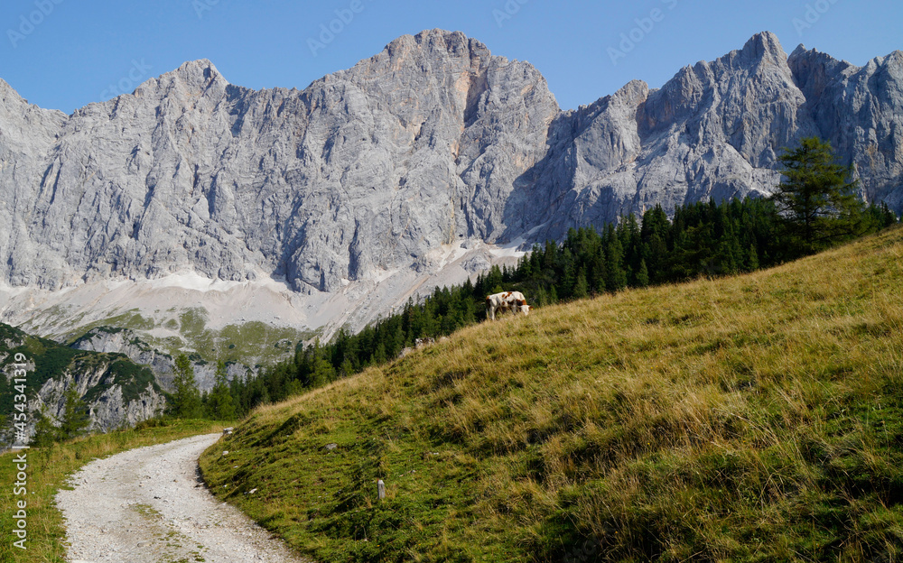 a hiking trail through the picturesque alpine landscape of the Dachstein region in Styria in Austria (Neustatt Alm in Austria)