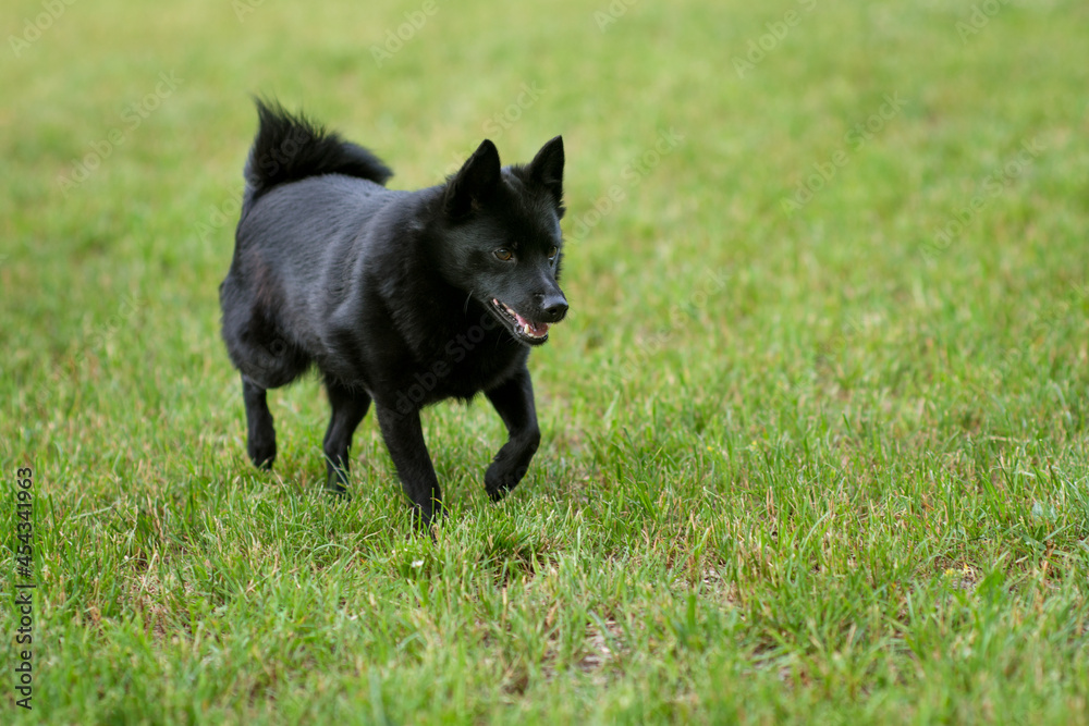 Schipperke - small breed of dog originated in Belgium, miniature sheepdog. Black dog on green grass in nature. Schipperke - small breed of dog originated in Belgium, miniature sheepdog. Black dog on green grass in nature.