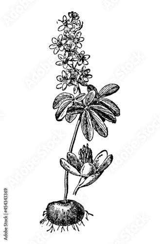 Vintage engraving of leontice flower