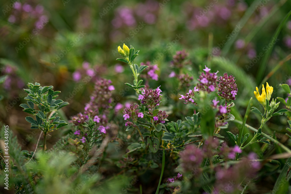 pink tiny flowers in the meadow, yellow flowers, green grass in background. Close up macro picture of grassland
pink tiny flowers in the meadow, yellow flowers, green grass in background. Close up macro picture of grassland