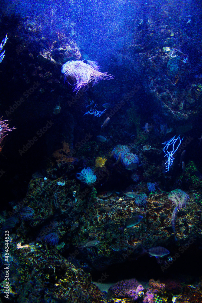 Fototapeta premium Oceanario