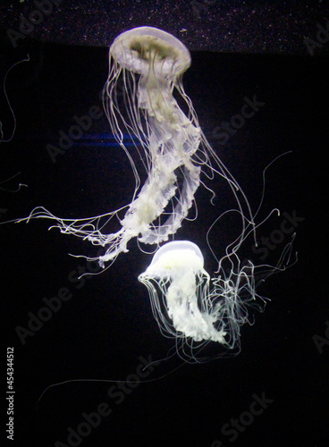 Meduza photo