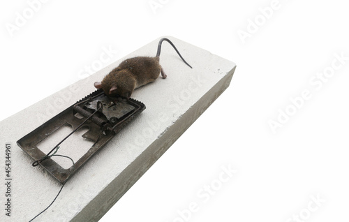 Rats are trapped in iron traps in the house.