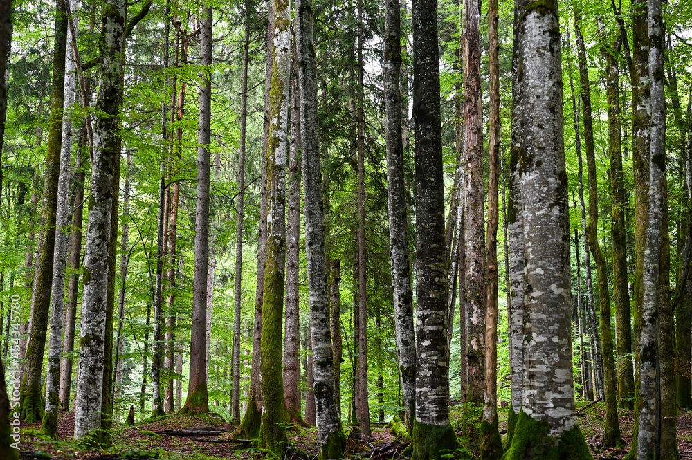 Naklejka premium Wald