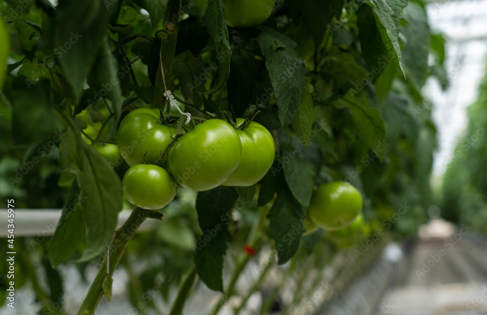 Green tomatoes in the greenhouse grow on the branches