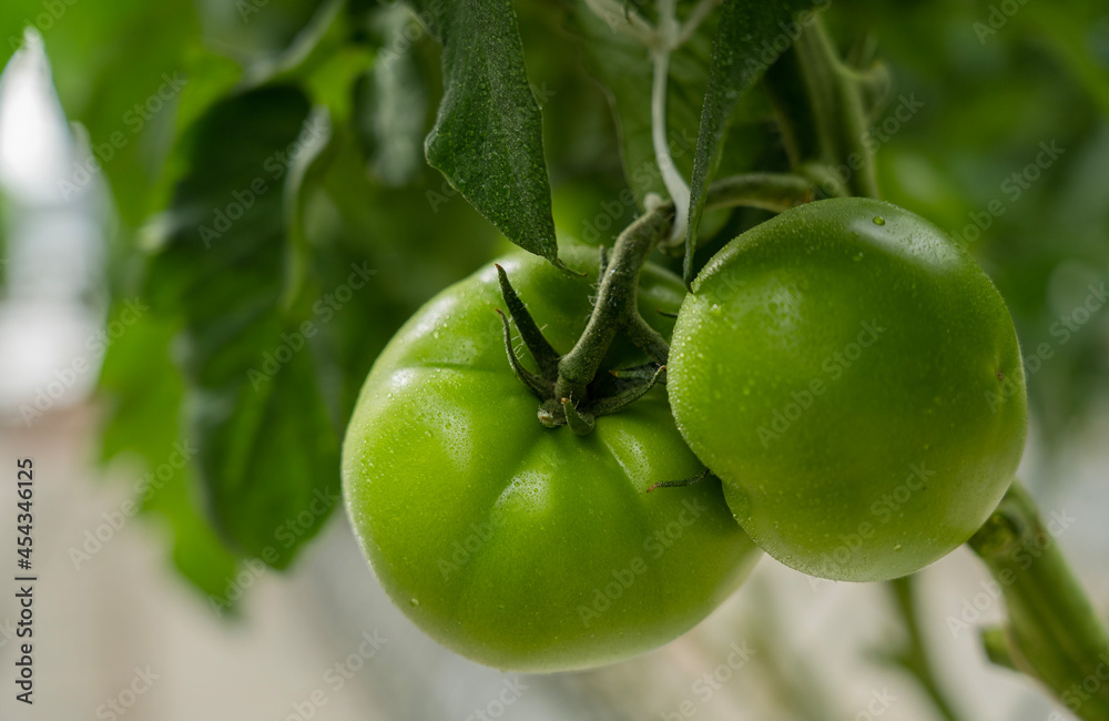 Green tomatoes in a greenhouse hang on a branch