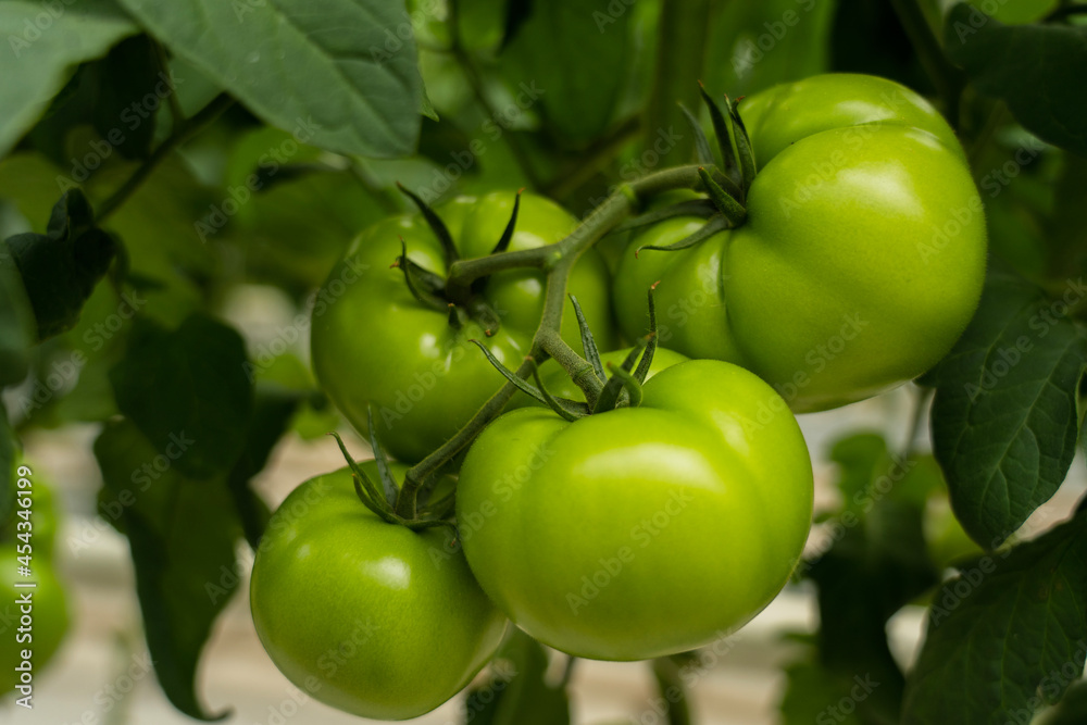 Green tomatoes in a greenhouse hang on a branch