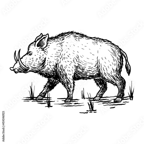 animal wild boar illustration drawing