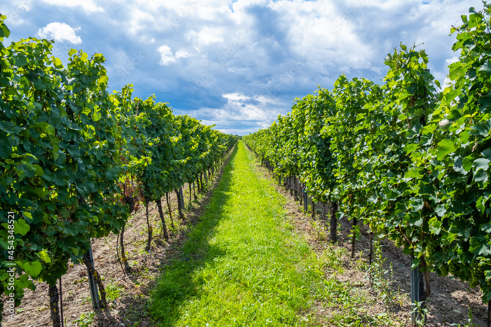 green vineyards rows in summer time
