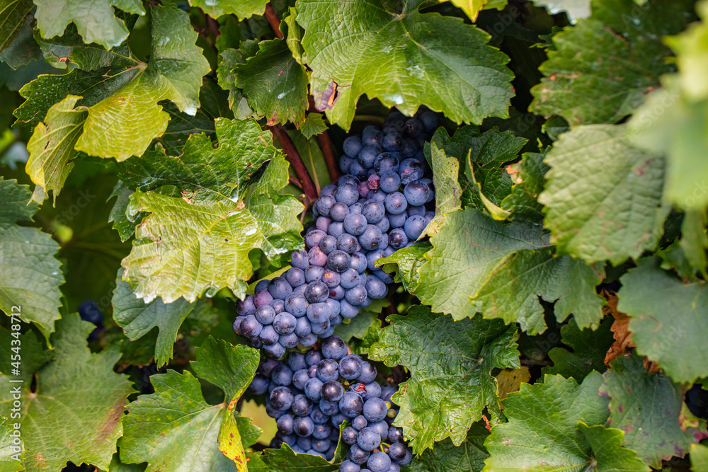 beautiful blue merlot grapes in green vineyard