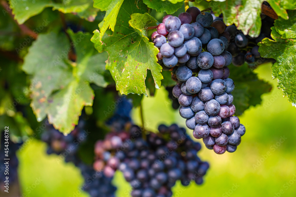 beautiful blue merlot grapes in green vineyard