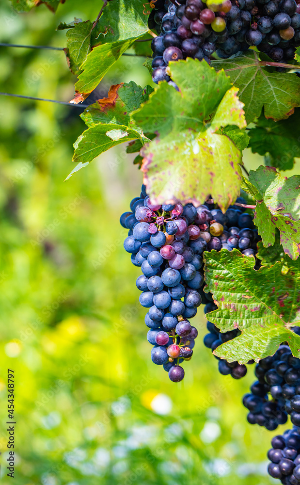 beautiful blue merlot grapes in green vineyard