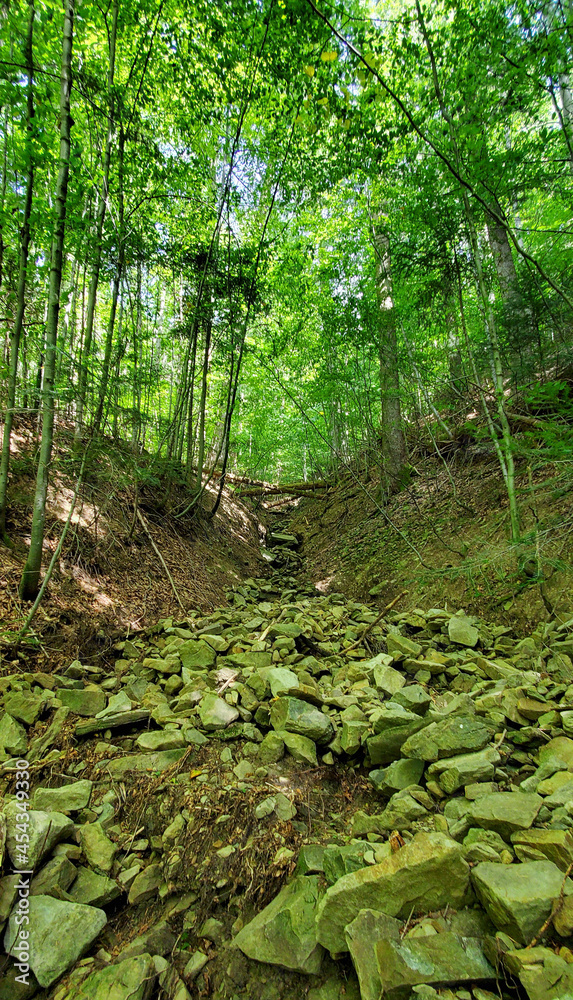 Obraz premium Forest