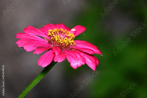 Top view colorful red gerbera flower or barberton daisy blooming on the trees.