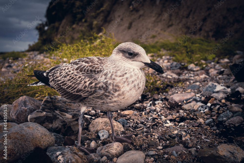 Obraz premium Möwe am Ostseestrand