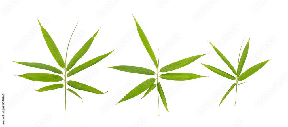 Fototapeta premium bamboo leaves isolated on white background