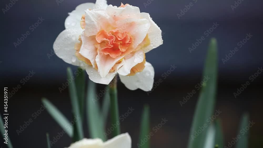 White and peachy pink Daffodil Replete Flower swaying in the Rain White and peachy pink Daffodil Replete Flower swaying in the Rain