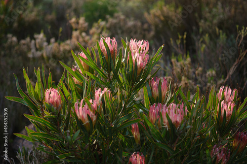 Pink proteas (Burchell's Sugarbush) and other fynbos in the mountains near Stellenbosch, South Africa. photo