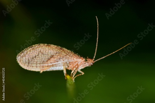 Brown Lacewing insect (Chrysoperla rufilabris) on the tip of a pine needle in Houston, TX.