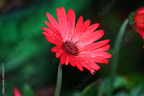 Принти на полотні Top view colorful red gerbera flower or barberton daisy blooming on the trees