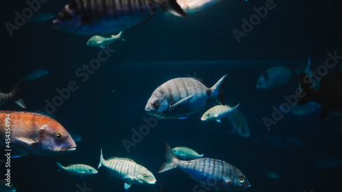 Fishes in the aquarium close up view