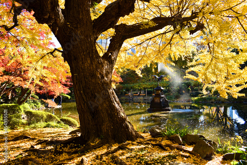 日比谷公園の紅葉