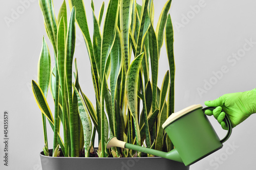 Hand in a green glove watering a houseplant from a watering can. Grow and care for a houseplant to decorate the room and home interior.