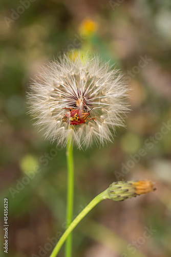 Red vegetable patterned bug on white dandelion