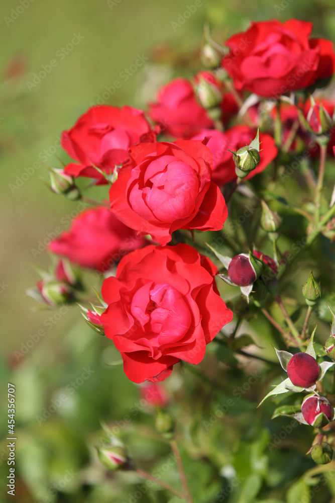 Red roses in the garden, blurred background Red roses in the garden, blurred background
