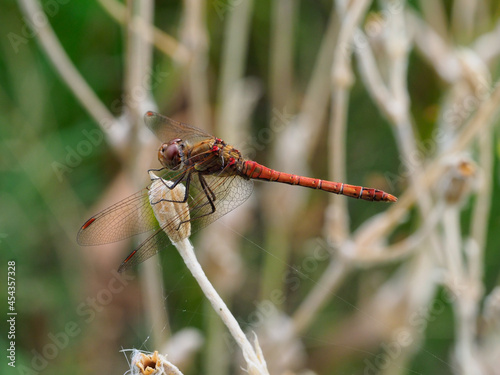 A large orange brown dragonfly resting on a flower stalk close-up