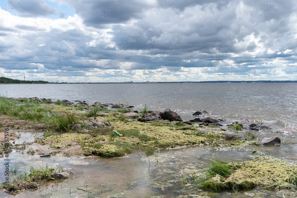 Flowering algae on the shore of The Gulf of Finland in Kronstadt. Saint-Petersburg. Russia