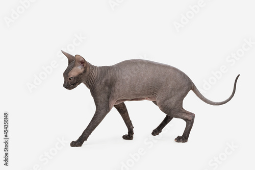Sphinx cat isolated on white background