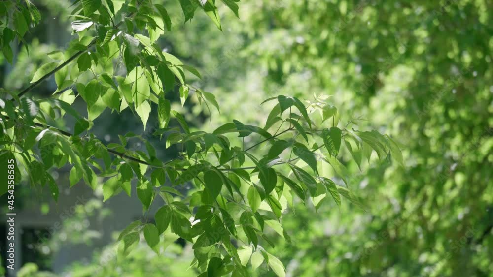 Poplar fluff in the air. Concept allergy to flowering plants. Poplar fluff in the air. Concept allergy to flowering plants.