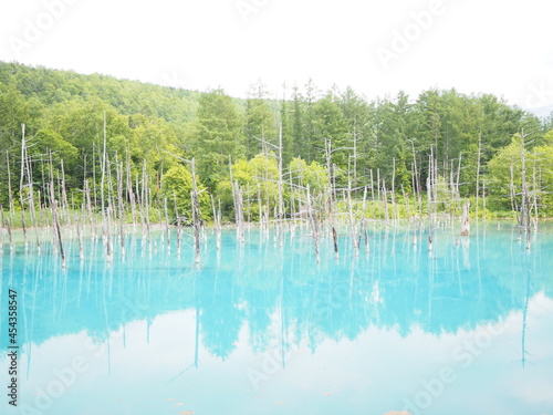 北海道の美瑛の観光地「青い池」