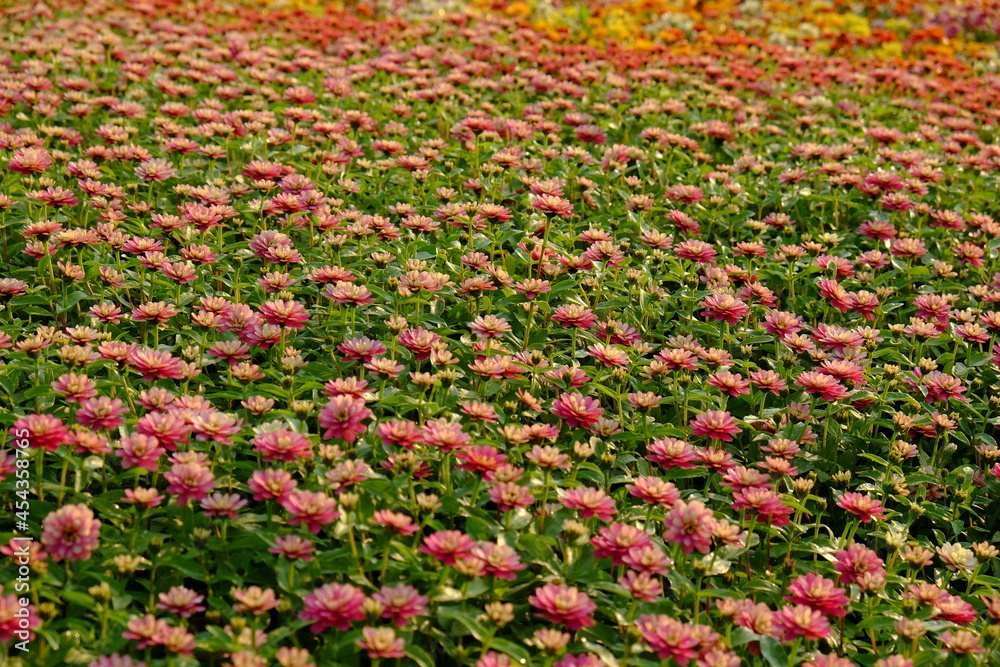 field of tulips