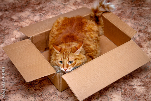 a red-haired huge fluffy charismatic cat lurked in a cardboard box