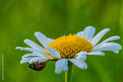 Mariquita paseando por una margarita. cocinnella septempuncata. Mariquita de siete puntos. Chrysanthemun leaucanthemum photo