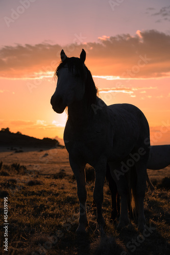 Wild Horse Silhouetted at Sunset in the Utah Desert