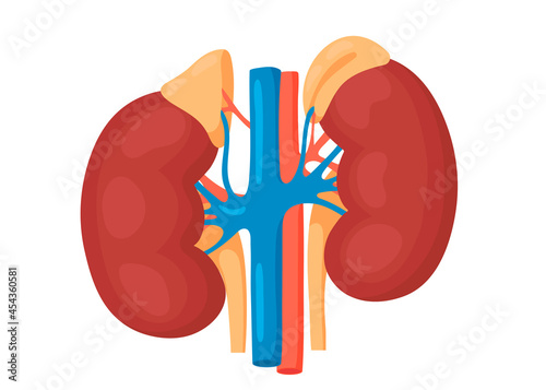 Detailed view of the kidneys and adrenal gland. anatomical and medical vector illustration.