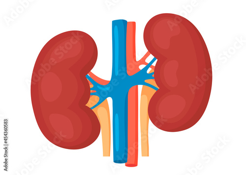 Detailed view of the kidneys. anatomical and medical vector illustration.