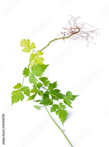 balloon vine plant with roots, also known as balloon plant or love in puff, herb isolated on white background