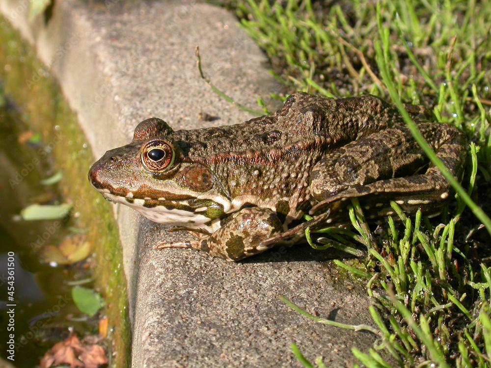 Obraz premium Grenouille verte