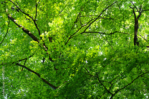 Green tree top in the forest